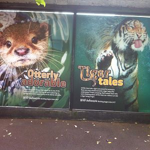 Wild Indonesia Poster: Otterly Adorable & Tiger Tales