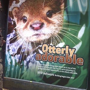 Wild Indonesia Poster: Otterly Adorable