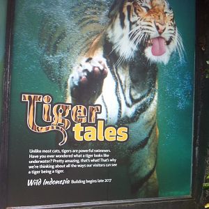 Wild Indonesia Poster: Tiger Tales