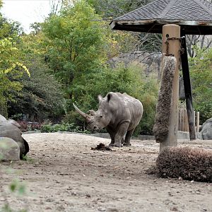 Detroit Zoo - Rhino enclosure - Summer/Fall, 2016