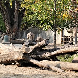 Detroit Zoo - Rhino enclosure - Summer/Fall, 2016