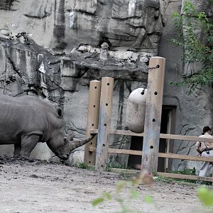 Detroit Zoo - Rhino enclosure - Summer/Fall, 2016