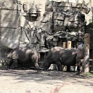 Detroit Zoo - Rhino enclosure - Summer/Fall, 2016