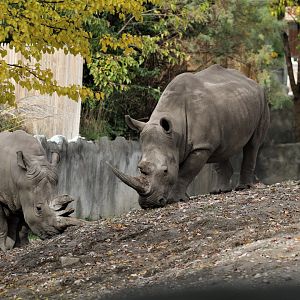 Detroit Zoo - Rhino enclosure - Summer/Fall, 2016