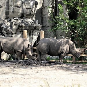 Detroit Zoo - Rhino enclosure - Summer/Fall, 2016