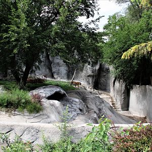 Detroit Zoo - Amur Tiger enclosure - Summer/Fall, 2016