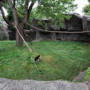 Detroit Zoo - Matschie’s Tree Kangaroo enclosure - Summer/Fall, 2016