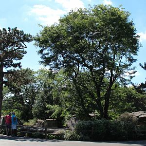 Detroit Zoo - Matschie’s Tree Kangaroo enclosure - Summer/Fall, 2016