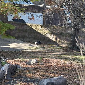 Detroit Zoo - Warthog enclosure (1 of 2) - Summer/Fall, 2016