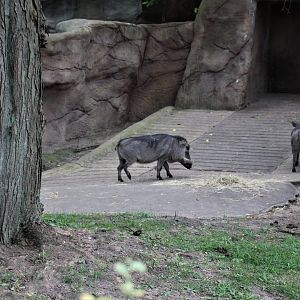 Detroit Zoo - Warthog enclosure (1 of 2) - Summer/Fall, 2016