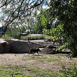 Detroit Zoo - Warthog enclosure (1 of 2) - Summer/Fall, 2016