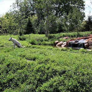 Detroit Zoo - Cotton Family Wolf Wilderness - Summer/Fall, 2016