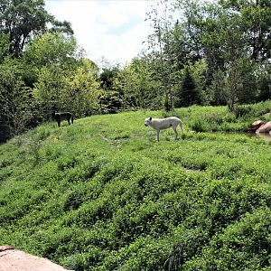 Detroit Zoo - Cotton Family Wolf Wilderness - Summer/Fall, 2016