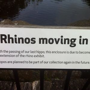 Rhinos moving in