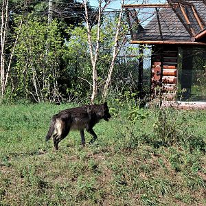 Detroit Zoo - Cotton Family Wolf Wilderness - Summer/Fall, 2016