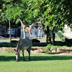 Detroit Zoo - Grevy’s zebra habitat - Summer/Fall, 2016