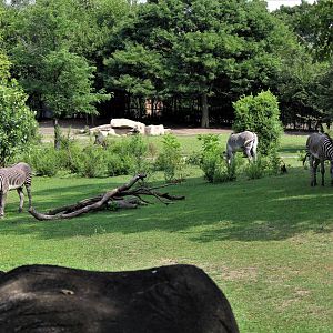 Detroit Zoo - Grevy’s zebra habitat - Summer/Fall, 2016
