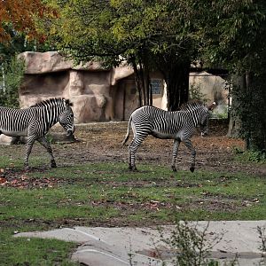 Detroit Zoo - Grevy’s zebra habitat - Summer/Fall, 2016