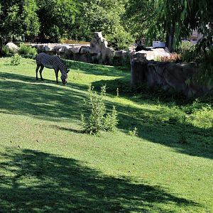 Detroit Zoo - Grevy’s zebra habitat - Summer/Fall, 2016