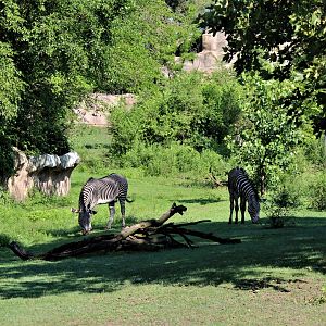Detroit Zoo - Grevy’s zebra habitat - Summer/Fall, 2016