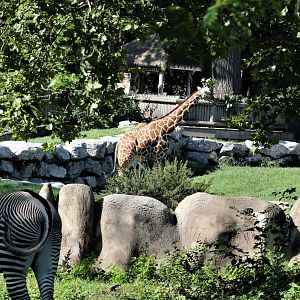 Detroit Zoo - Grevy’s zebra habitat - Summer/Fall, 2016