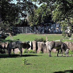 Detroit Zoo - Grevy’s zebra habitat - Summer/Fall, 2016