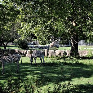 Detroit Zoo - Grevy’s zebra habitat - Summer/Fall, 2016