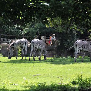 Detroit Zoo - Grevy’s zebra habitat - Summer/Fall, 2016