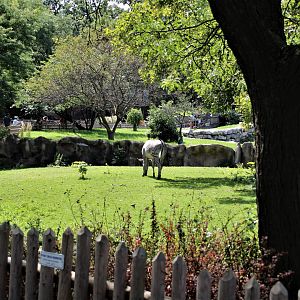 Detroit Zoo - Grevy’s zebra habitat - Summer/Fall, 2016