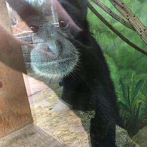 Siamang sitting next to glass in indoor exhibit