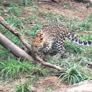 Semba Amur leopard cub