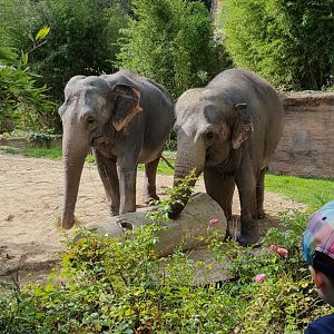 Zoo Leipzig - Asian Elephant exhibit