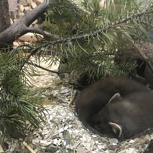 Ranua Zoo - 25th December 2016