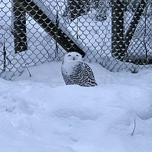 Ranua Zoo - 25th December 2016