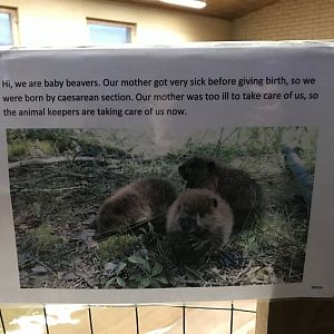 Ranua Zoo - 25th December 2016