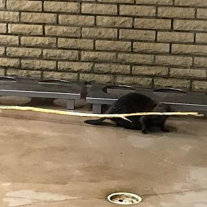 Ranua Zoo - 25th December 2016