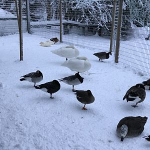 Ranua Zoo - 25th December 2016