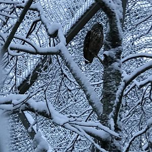 Ranua Zoo - 25th December 2016