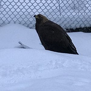 Ranua Zoo - 25th December 2016