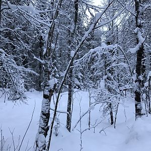 Ranua Zoo - 25th December 2016