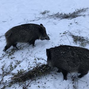 Ranua Zoo - 25th December 2016