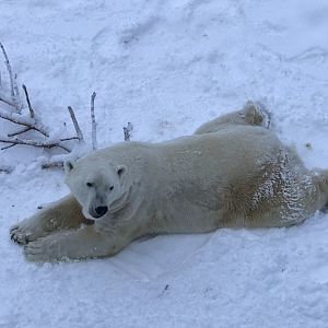 Ranua Zoo - 25th December 2016