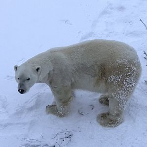 Ranua Zoo - 25th December 2016