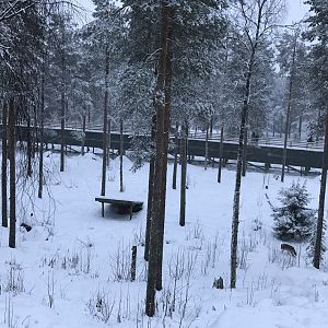 Ranua Zoo - 25th December 2016