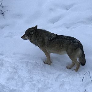 Ranua Zoo - 25th December 2016