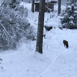 Ranua Zoo - 25th December 2016