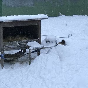 Ranua Zoo - 25th December 2016