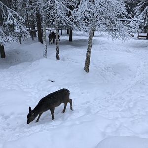 Ranua Zoo - 25th December 2016