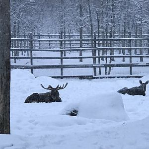 Ranua Zoo - 25th December 2016