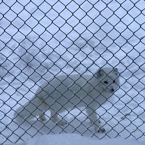 Ranua Zoo - 25th December 2016